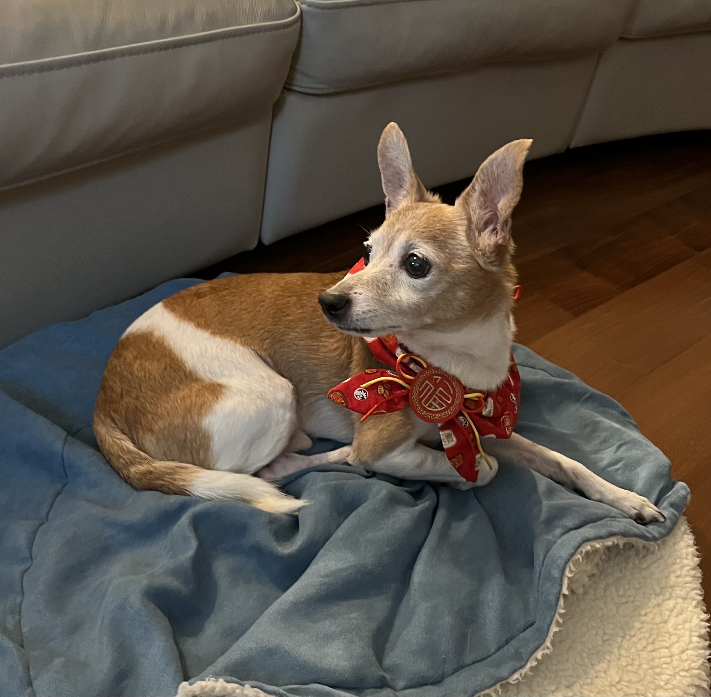 Alee, our beloved furry buddy, a chihuahua mix wearing a festive red outfit on his cozy blue blanket